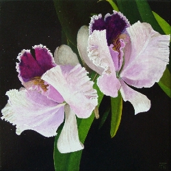 Orquideas 5